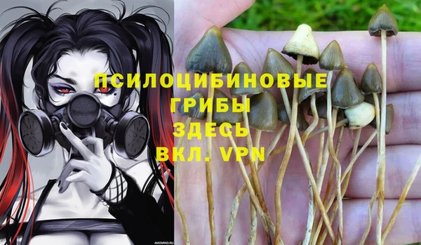 индика Белокуриха